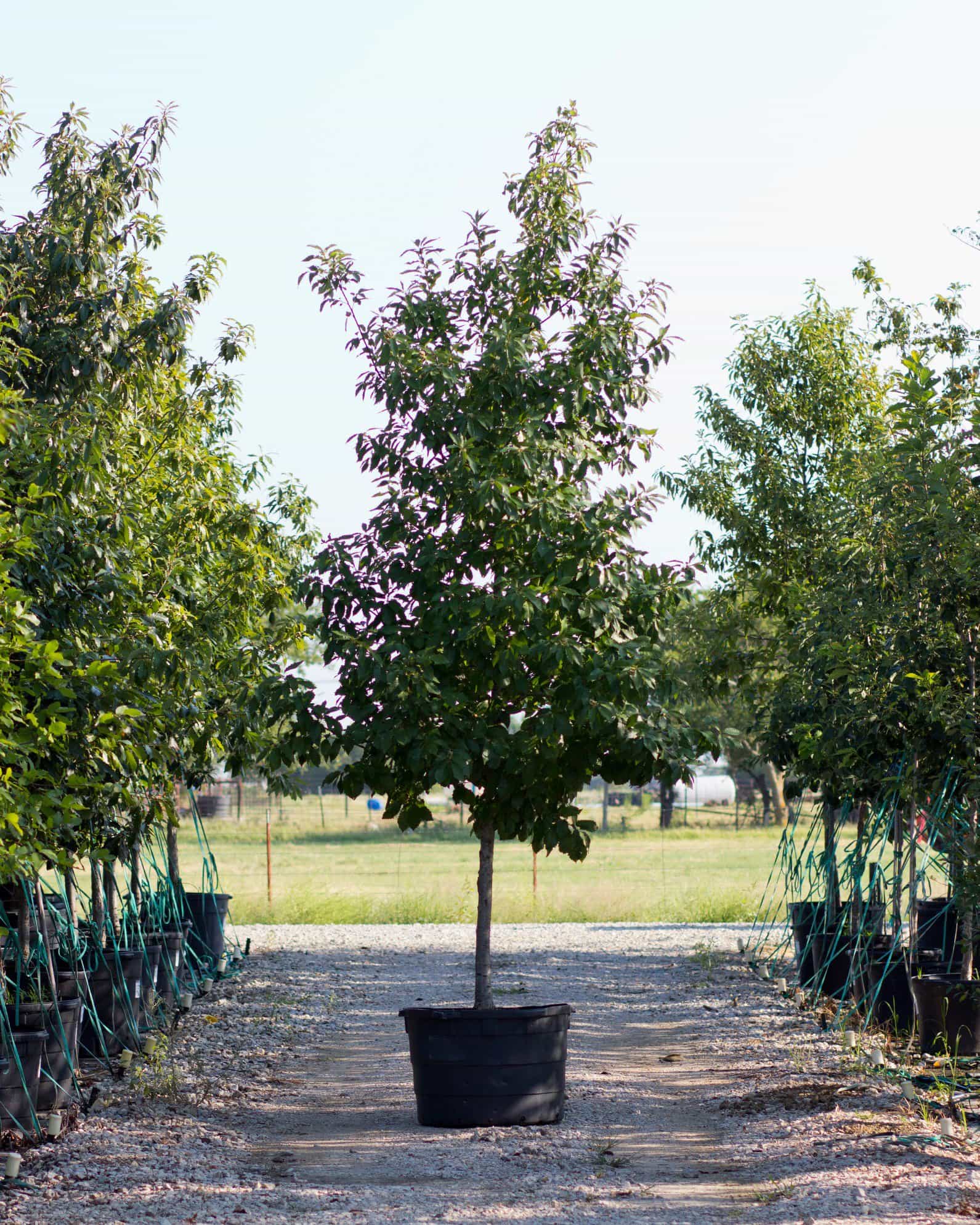 Chinquapin Oak