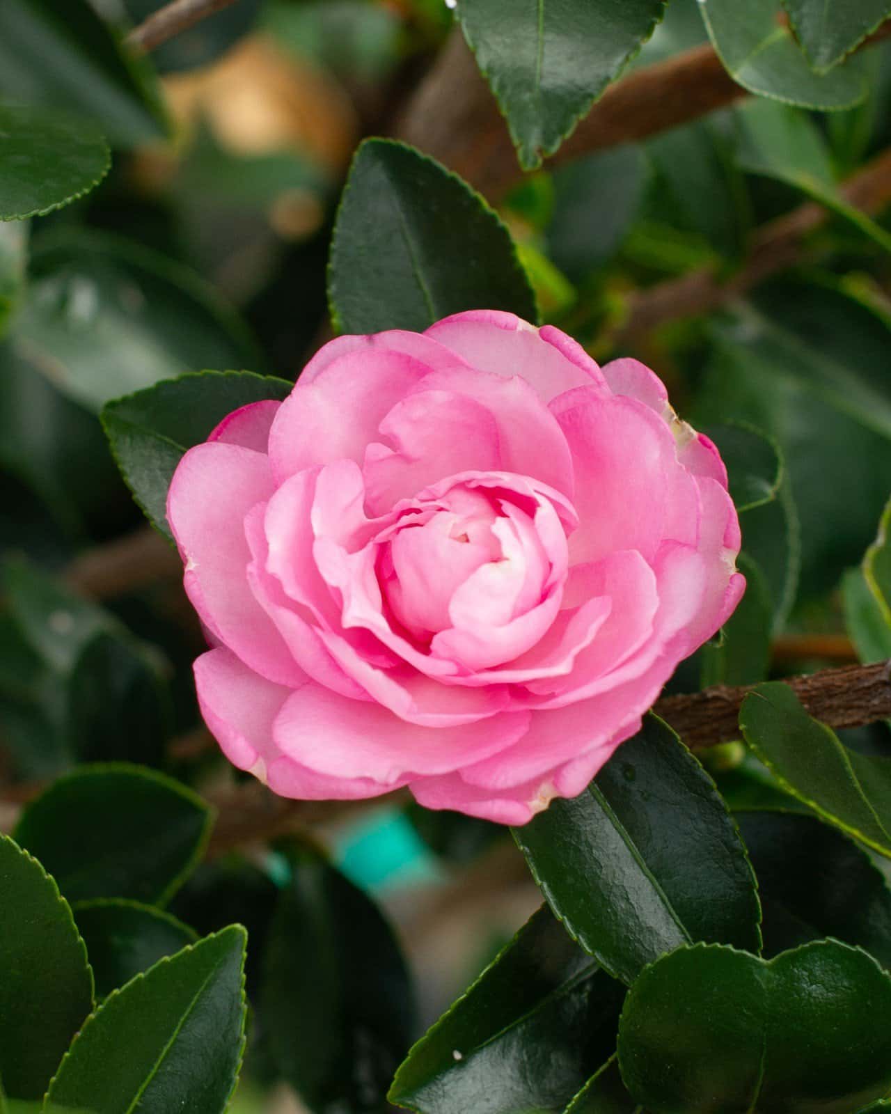 Pink Snow Camellia - Main Image