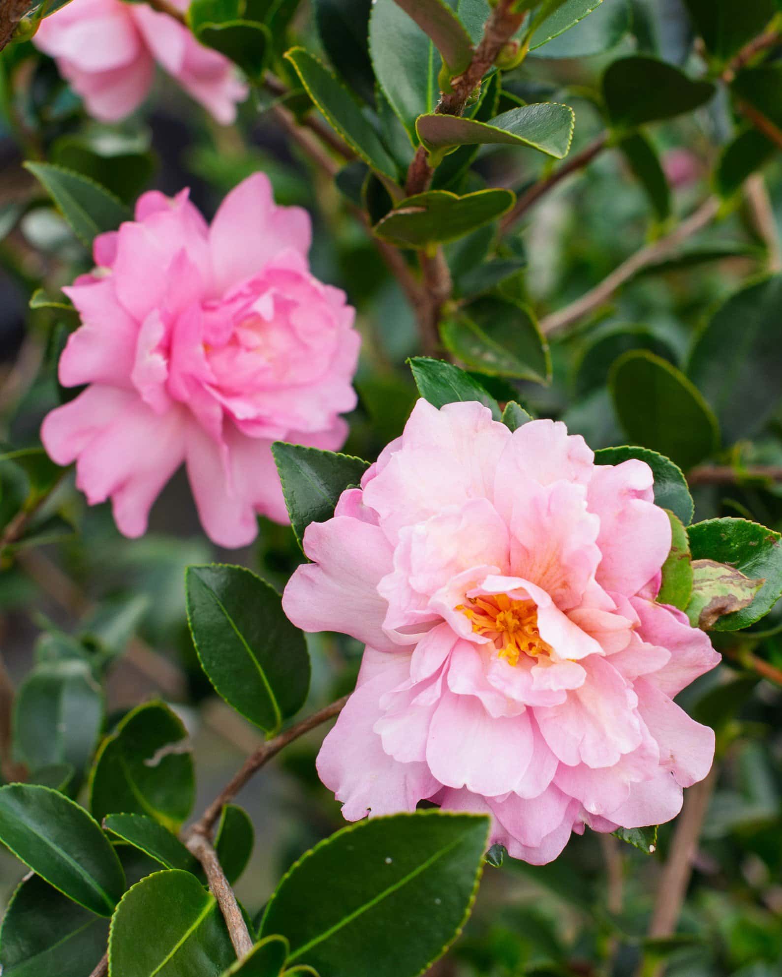 Pink Snow Camellia - Image 1