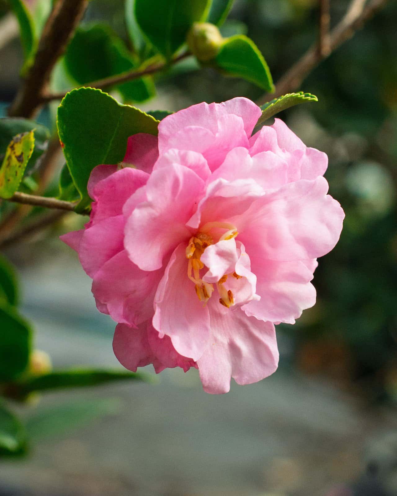 Pink Snow Camellia - Image 2