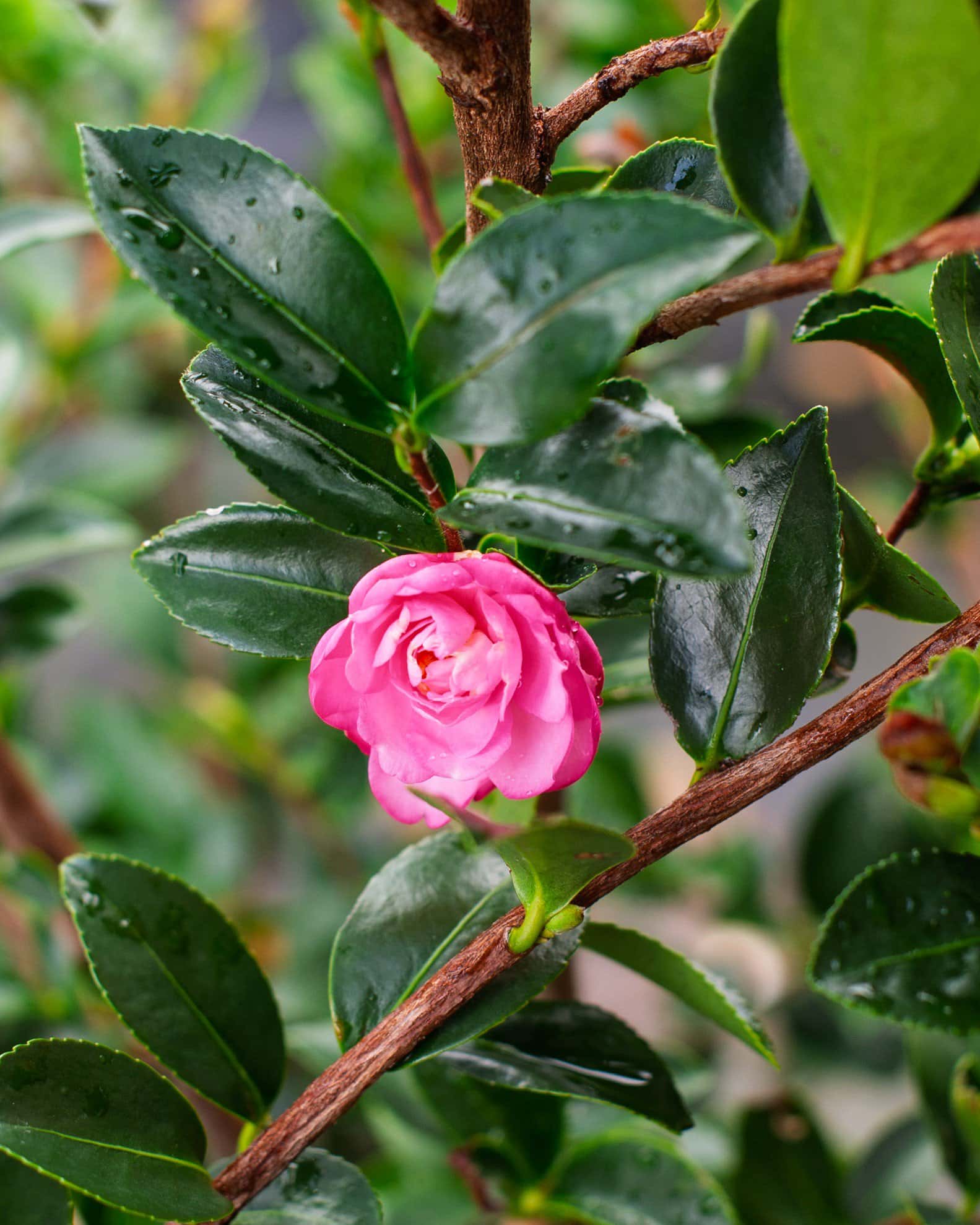 Pink Snow Camellia - Image 3