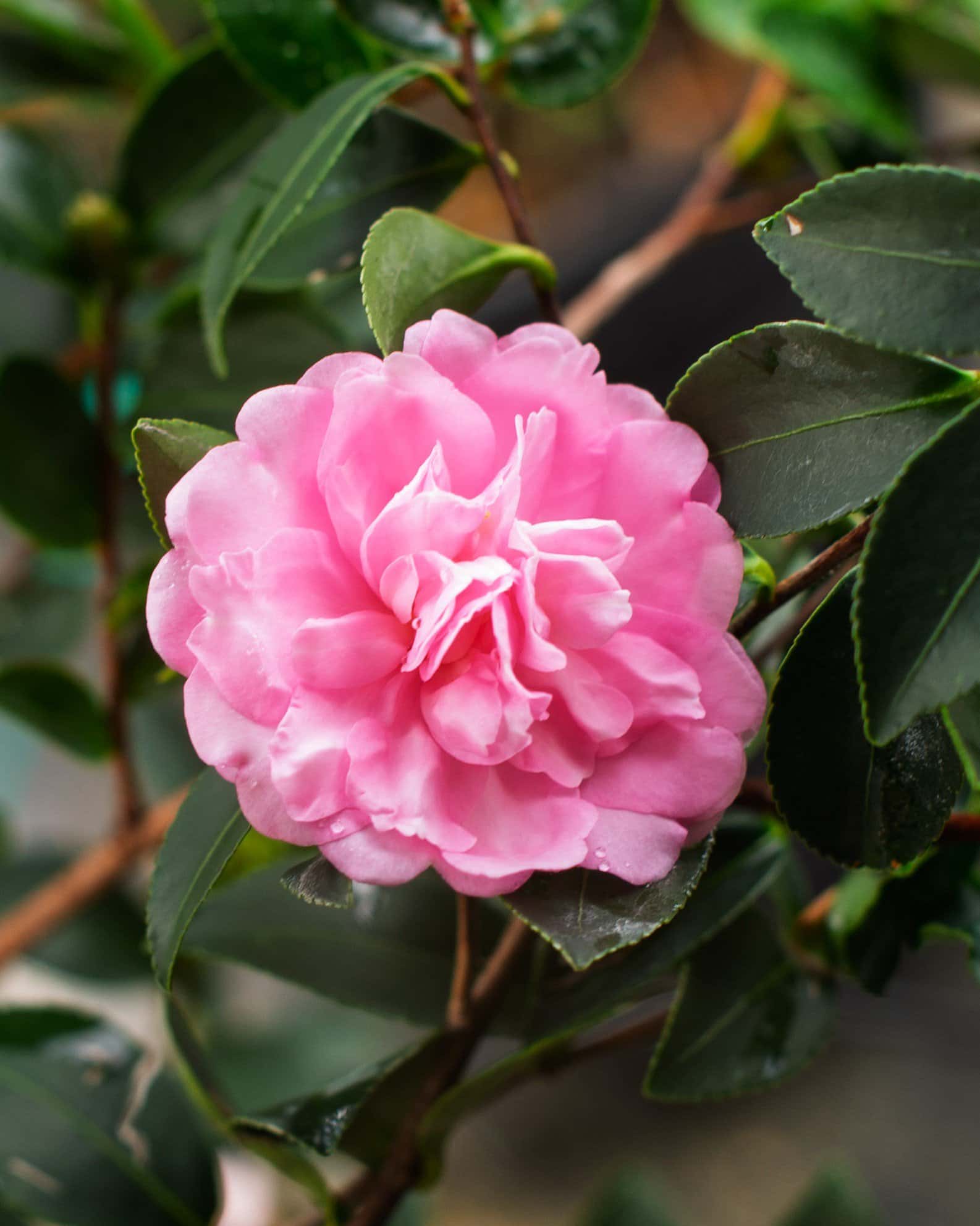 Pink Snow Camellia - Image 5