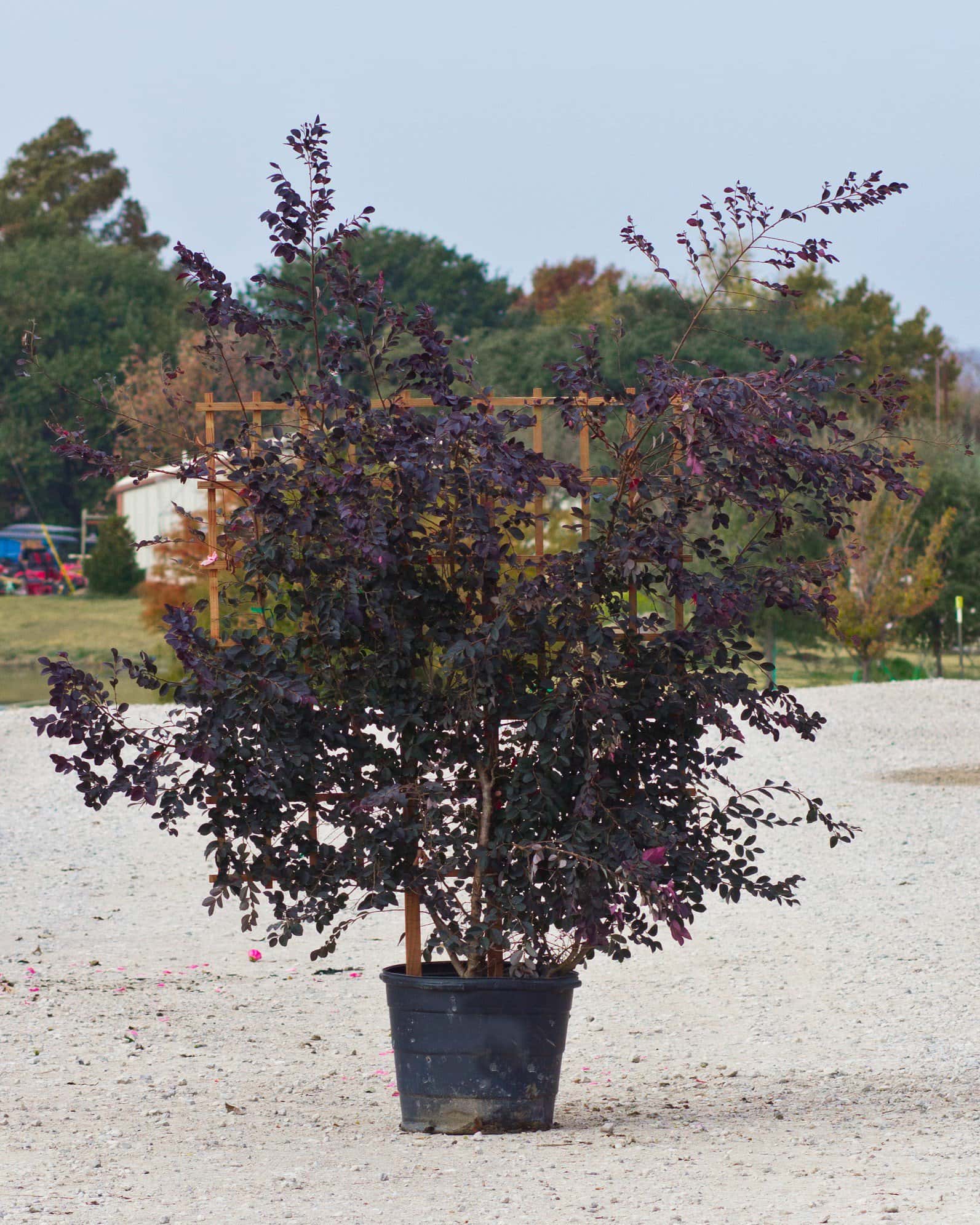 Carolina Midnight Loropetalum Espalier - Main Image