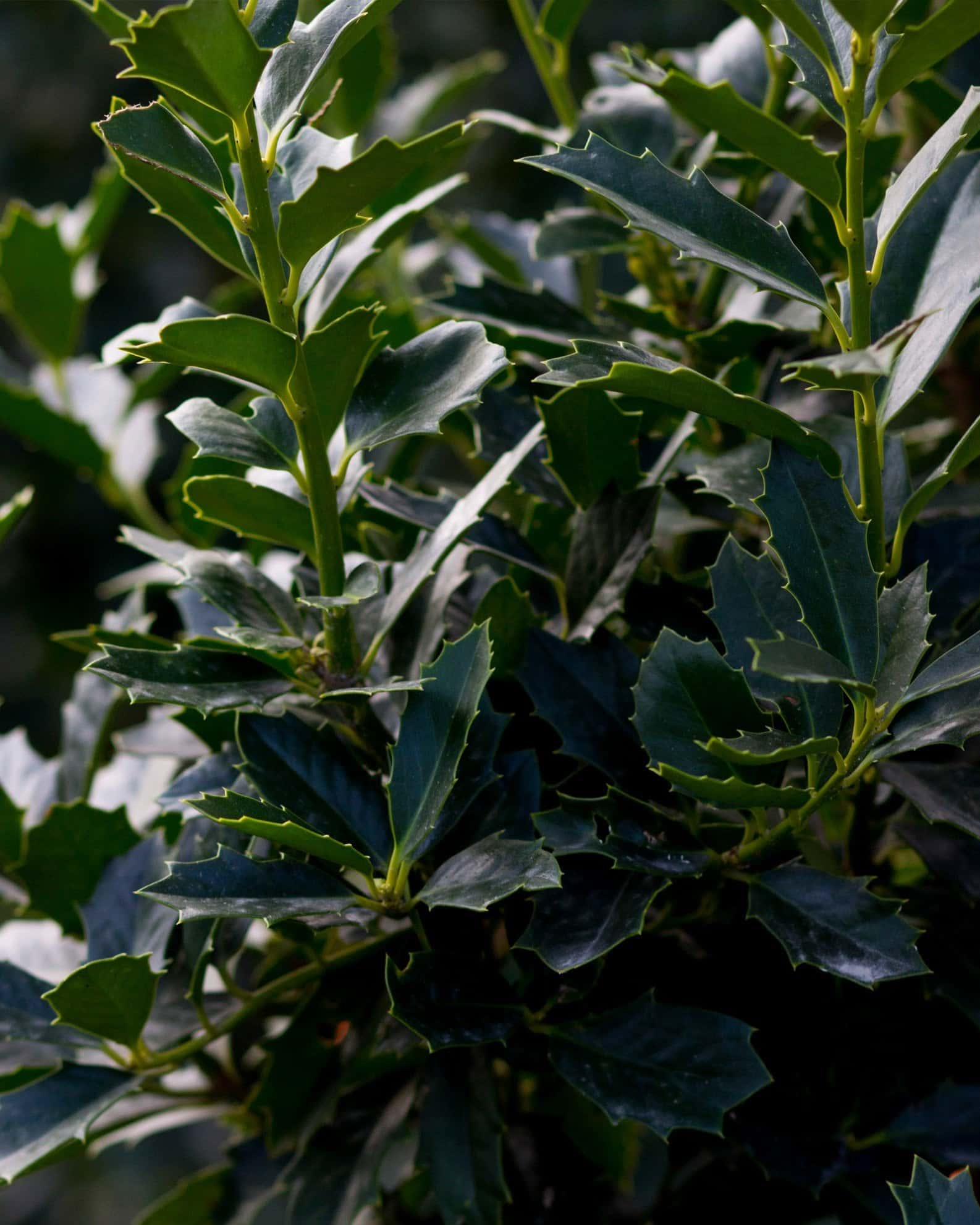 Oakleaf Holly - Image 1