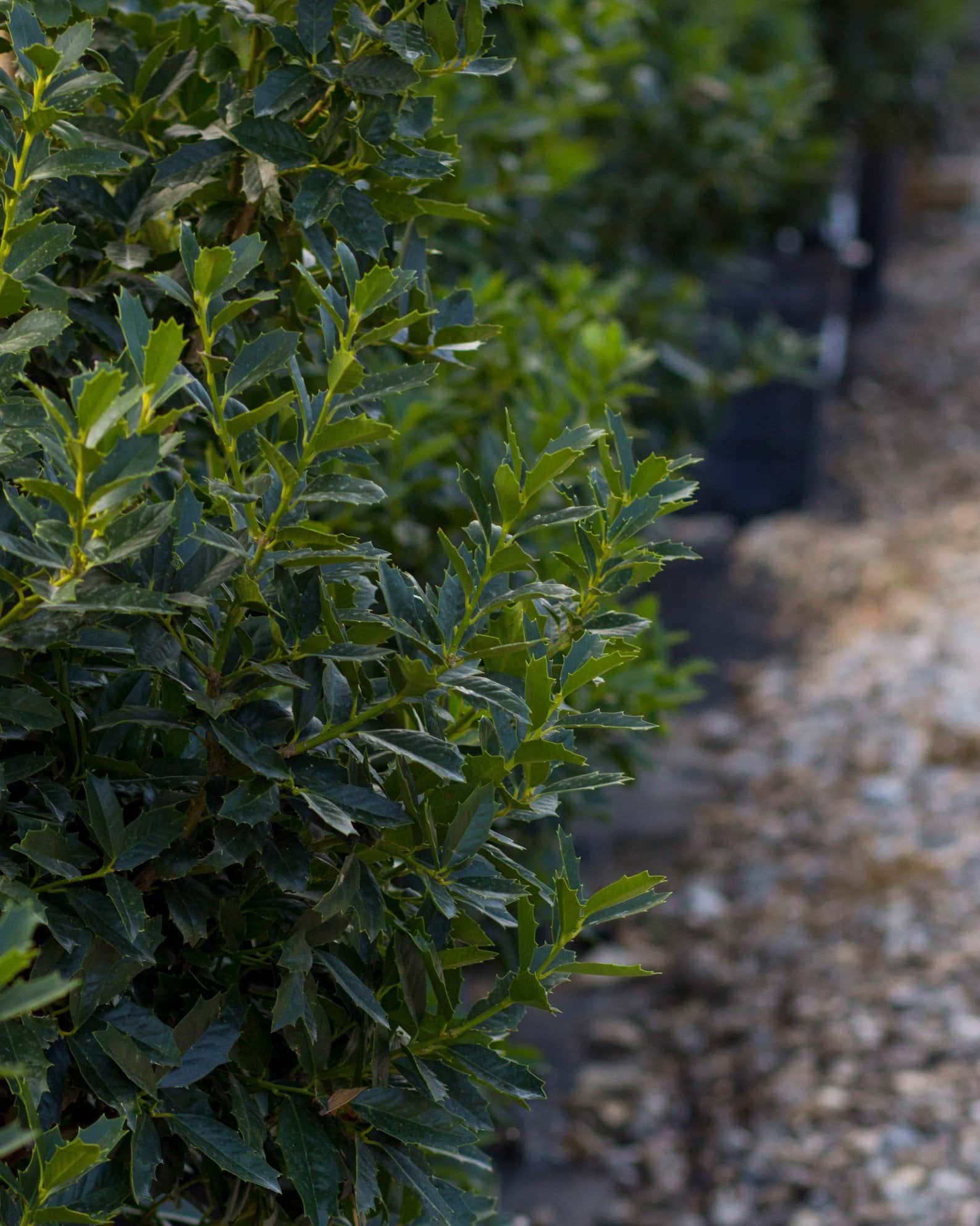 Oakleaf Holly - Image 3