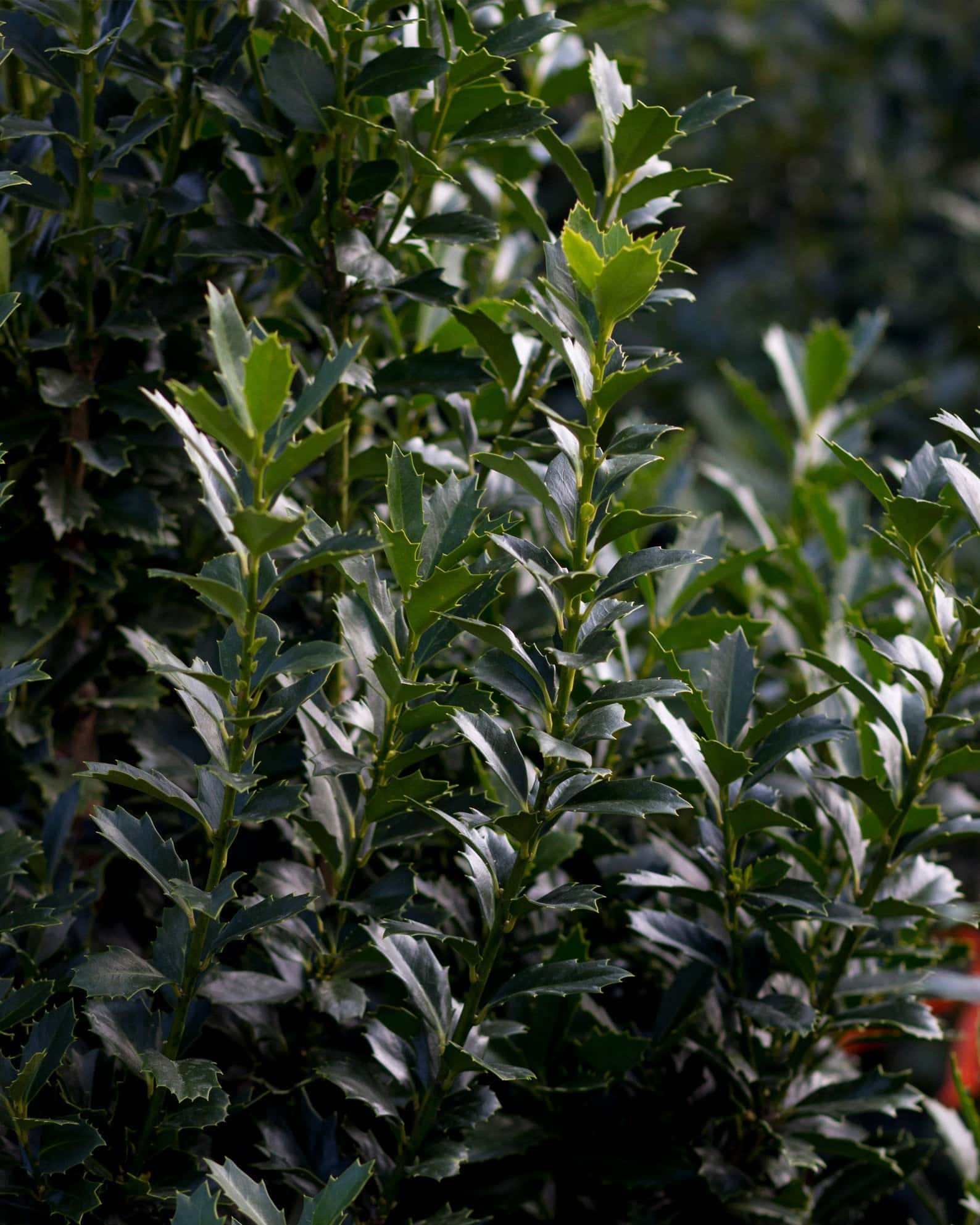 Oakleaf Holly - Image 4