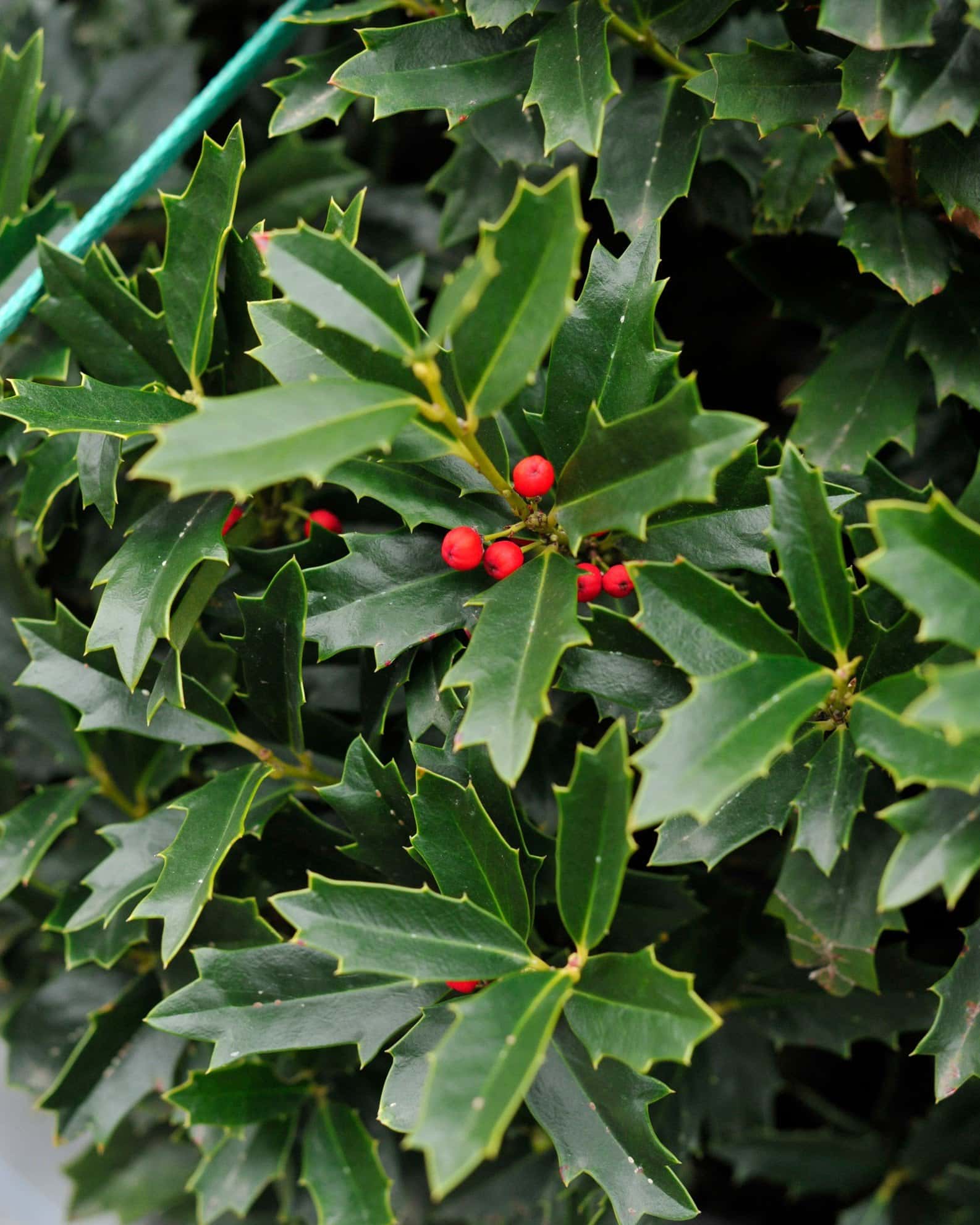 Oakleaf Holly - Image 5