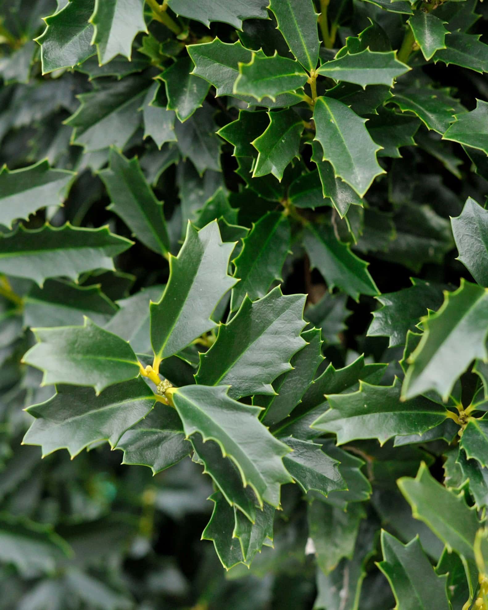 Oakleaf Holly - Image 6