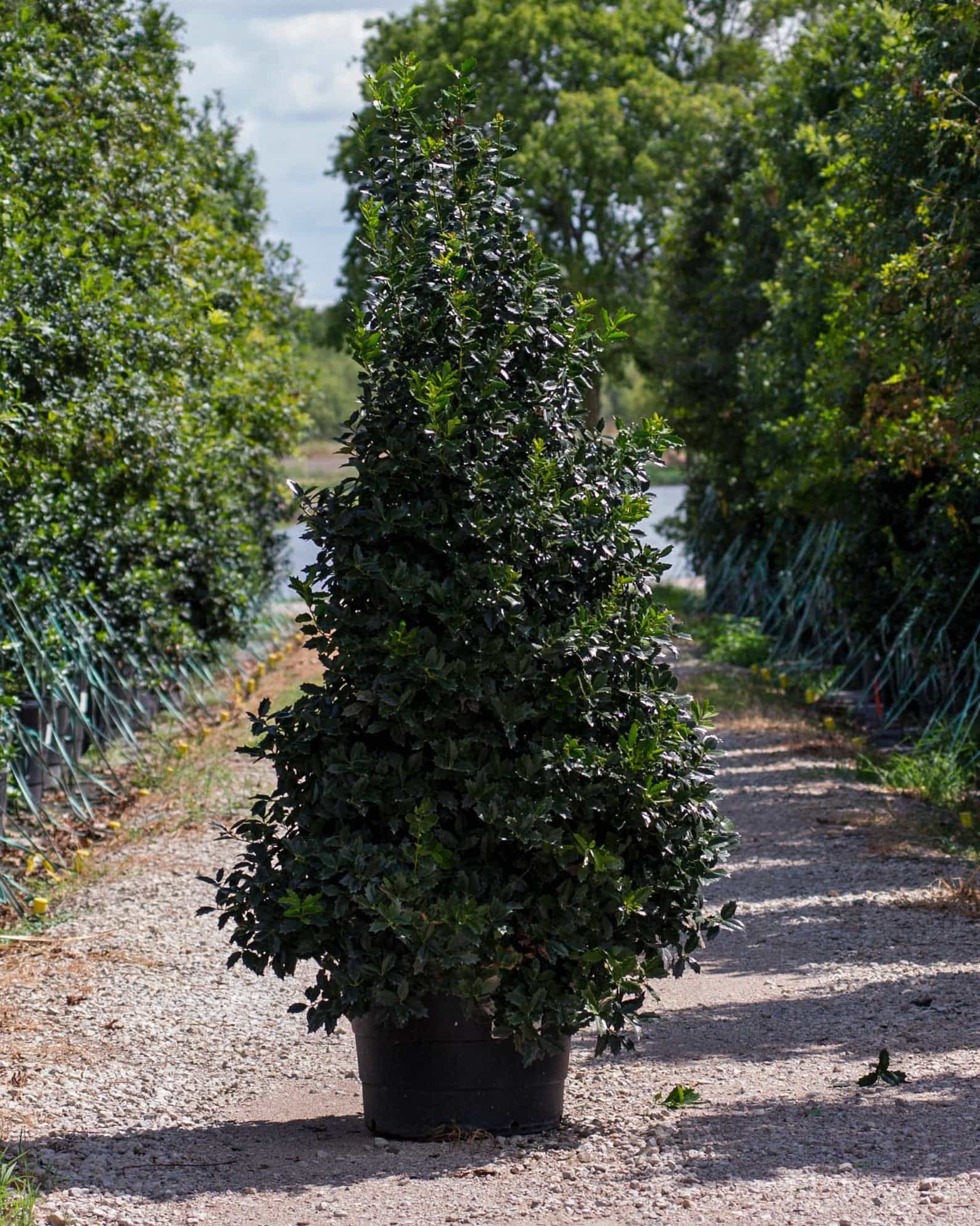 Oakleaf Holly - Main Image
