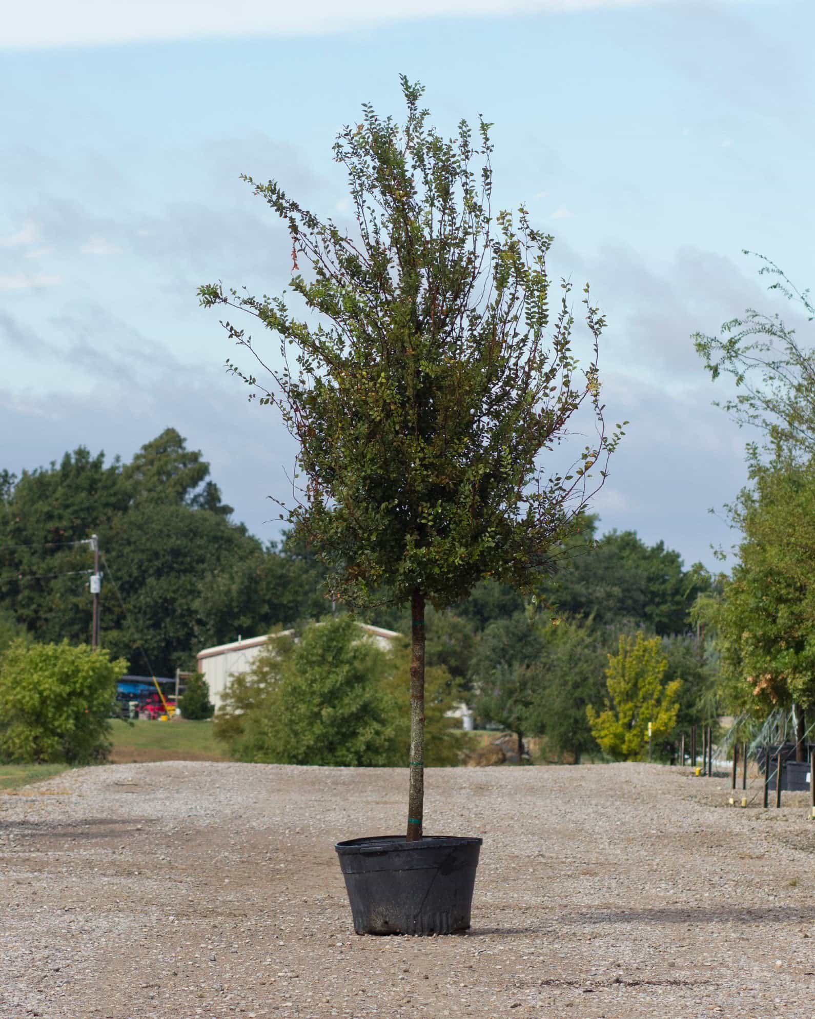 Cedar Elm Pioneer