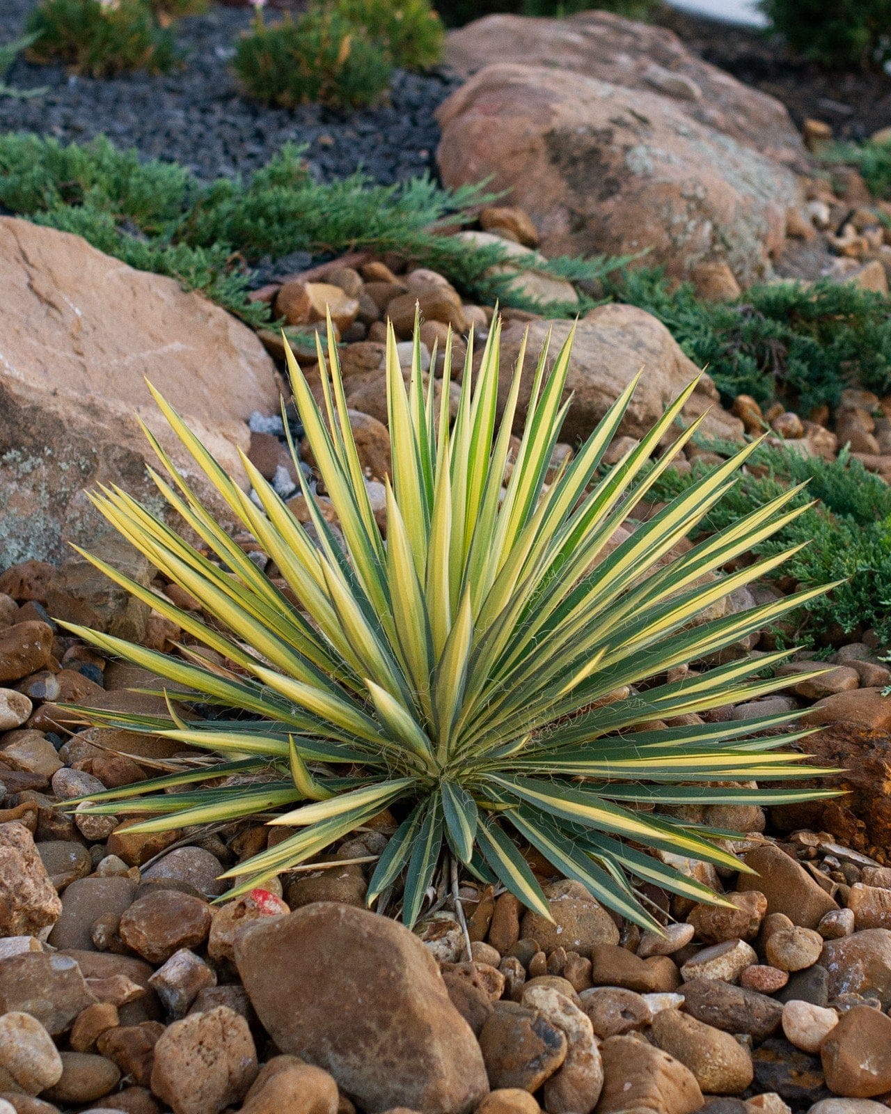 Color Guard Yucca