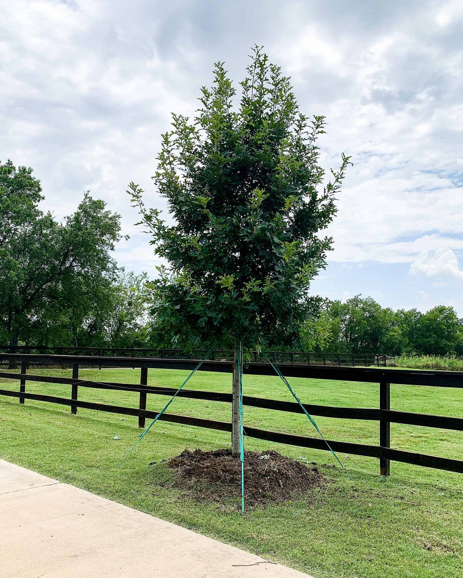Shumard Red Oak - view 4