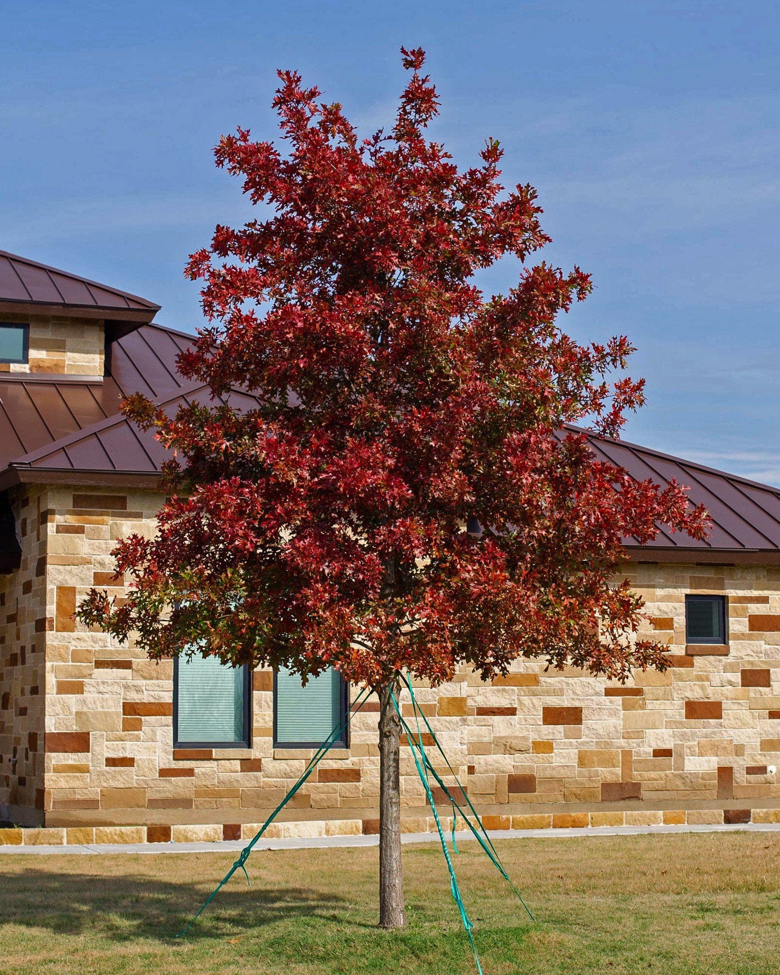 Shumard Red Oak - view 2