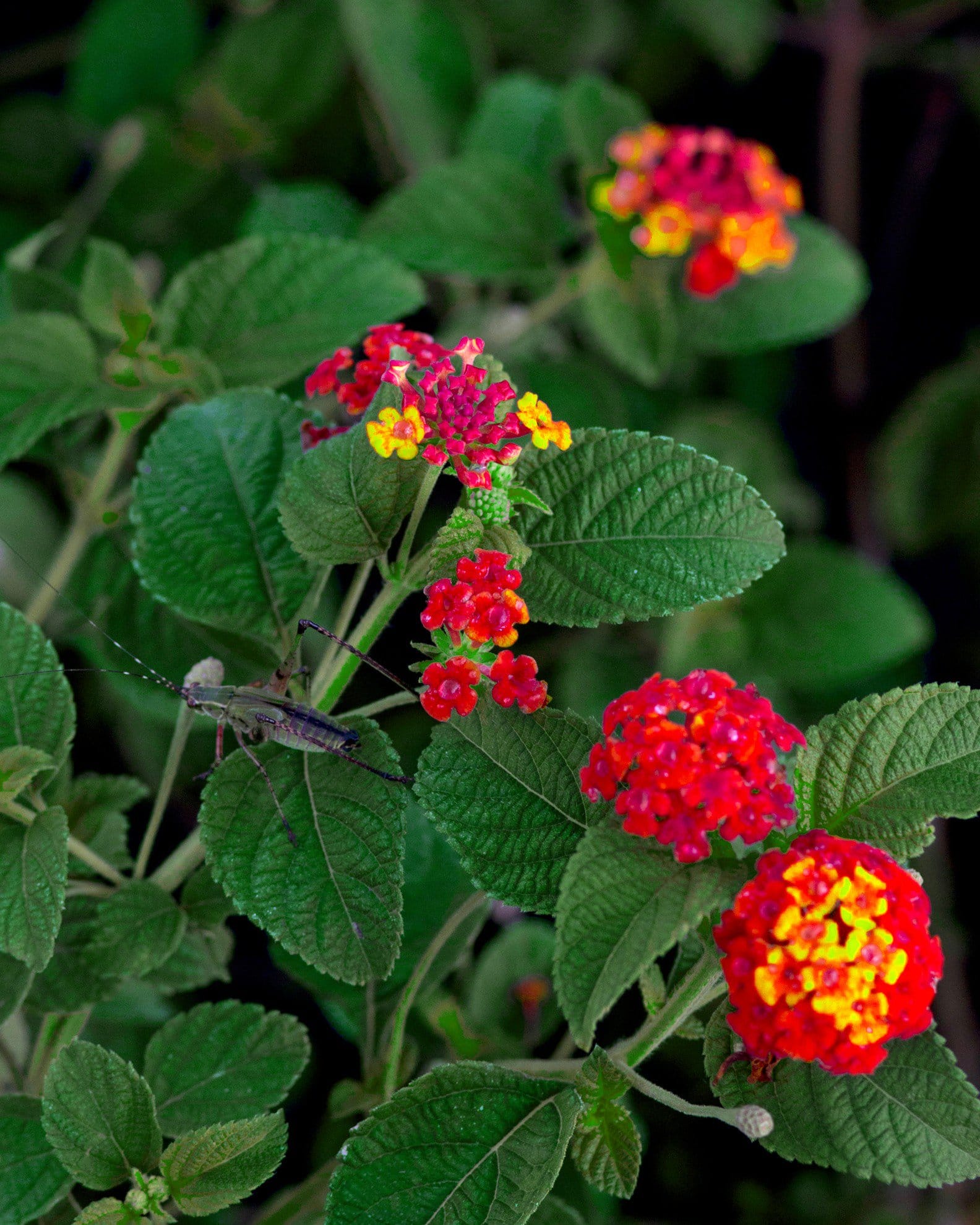Dallas Red Lantana - view 3