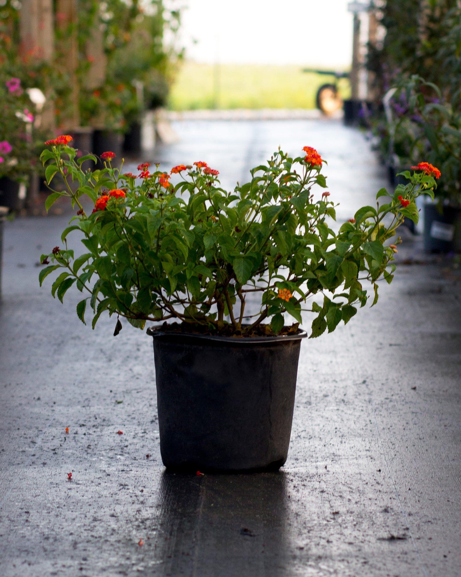 Dallas Red Lantana - view 2