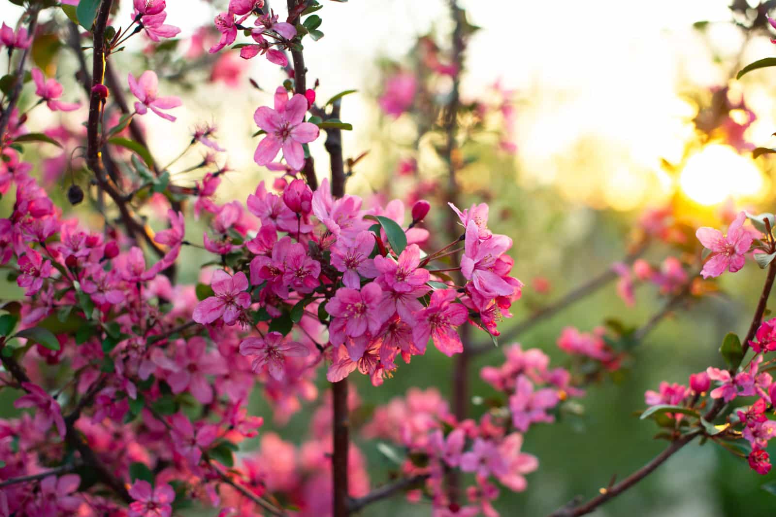 Best Flowering Trees for North Texas