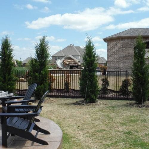 Eastern Red Cedar ‘Brodies’