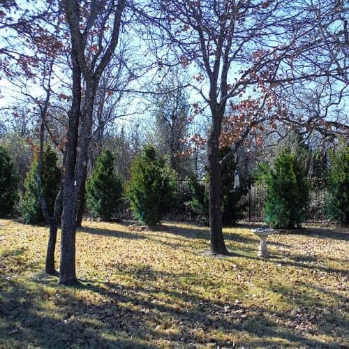 Eastern Red Cedar