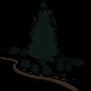 Evergreen Trees & Shrubs