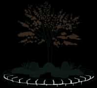 Ornamental Trees