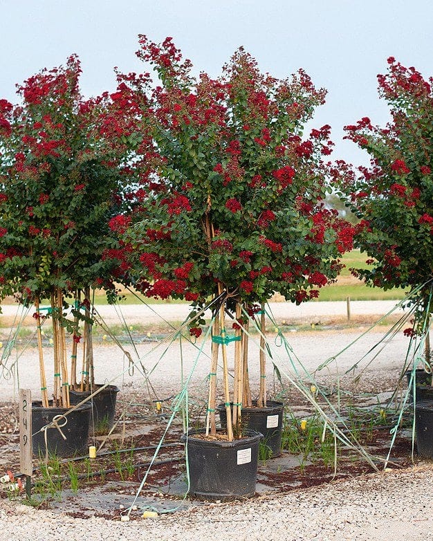 Scarlet Crape Myrtle - view 3