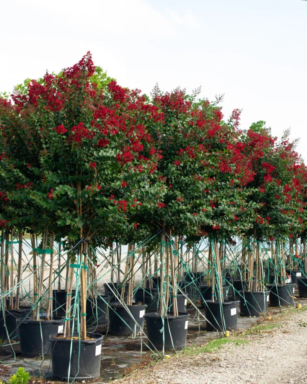 Scarlet Crape Myrtle - view 3