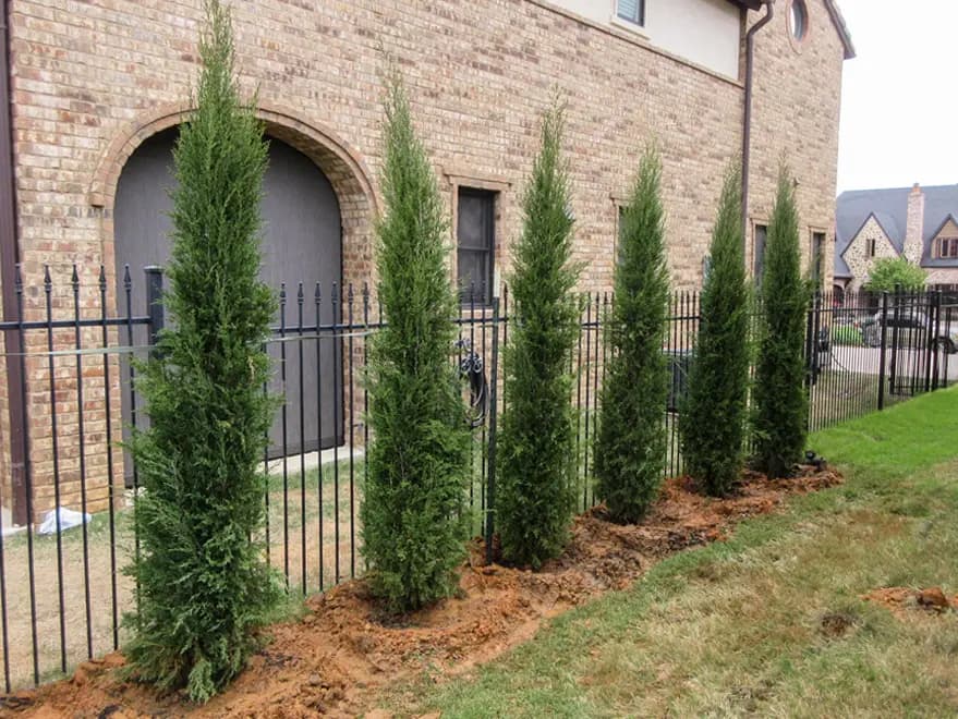 Eastern Red Cedar ‘Taylor’ Aka Taylor Junipers, planted to create a privacy screen.