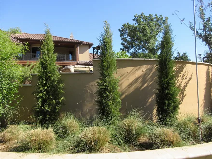 Eastern Red Cedar ‘Taylor’ Aka Taylor Junipers, planted along a wall.