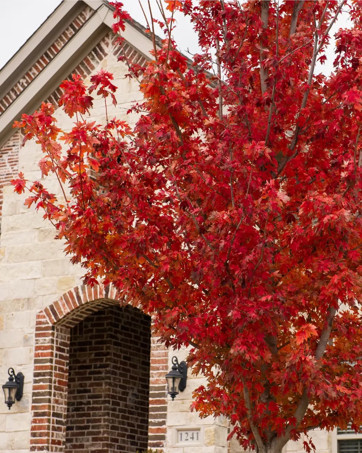 Brandywine Maple in peak fall color