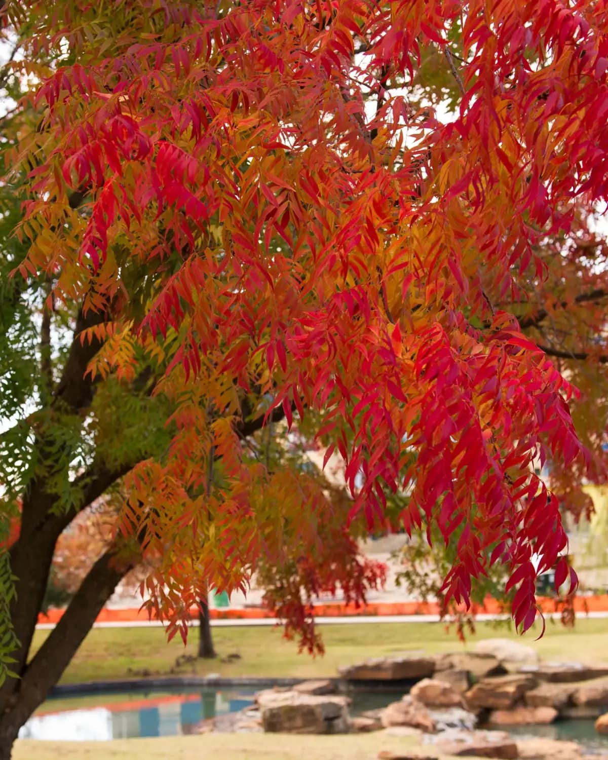 Chinese Pistachio showing fiery fall foliage