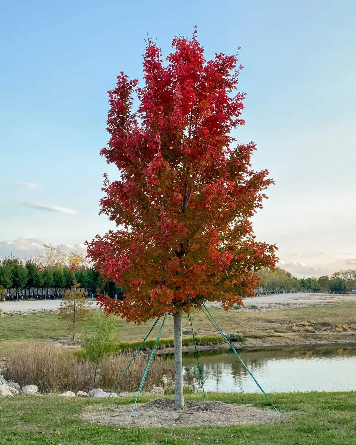 October Glory Maple with vibrant red-orange foliage