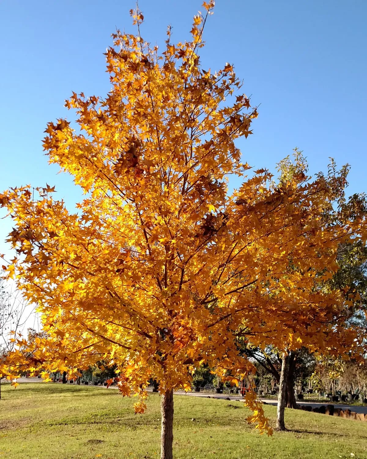 Shantung Maple with deep autumn foliage