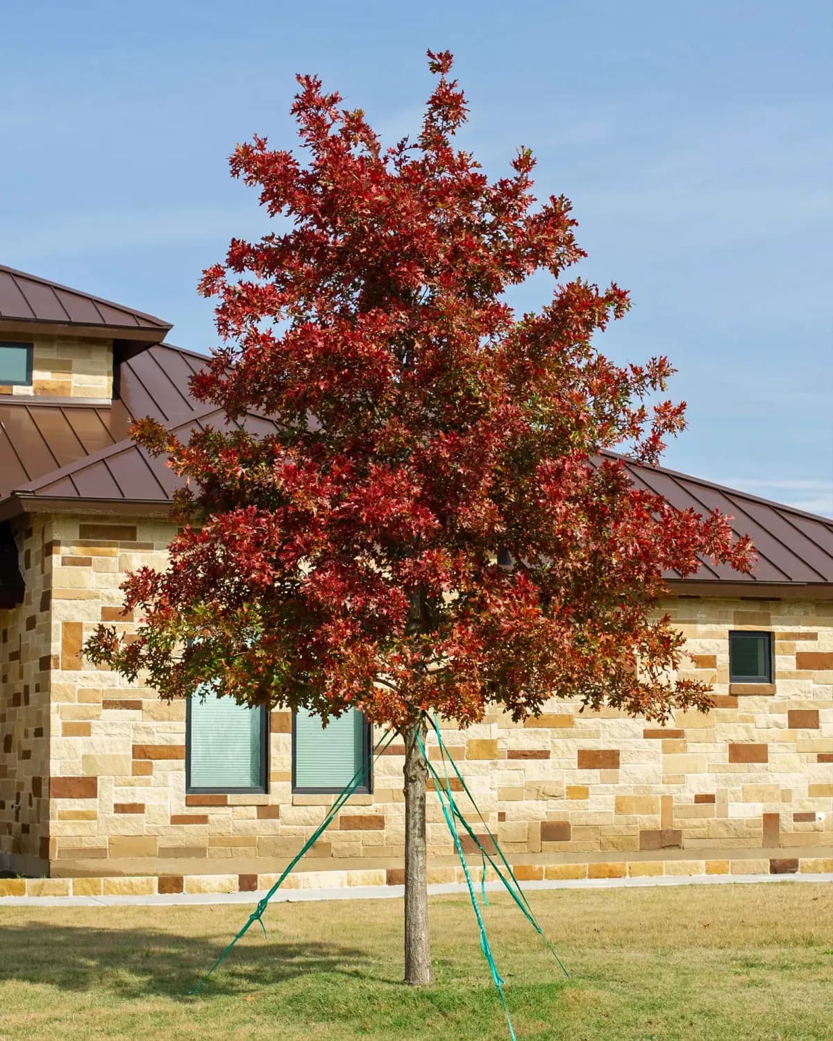 Shumard Red Oak with deep autumn foliage