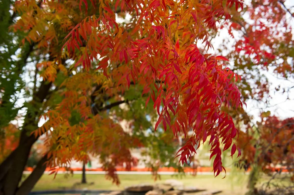 Top 5 Trees for Fall Color