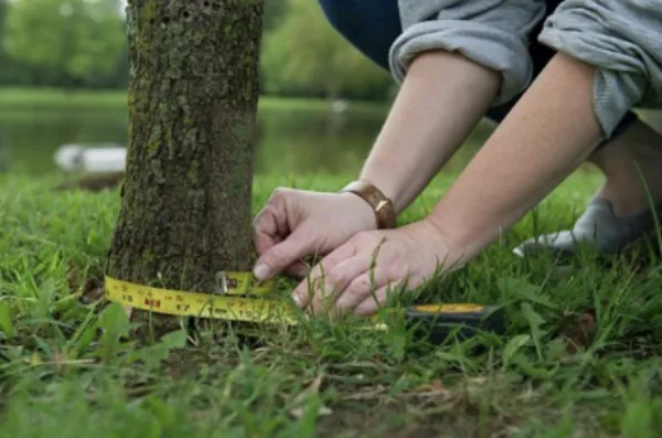 Tape measure wrapped around trunk at ground level