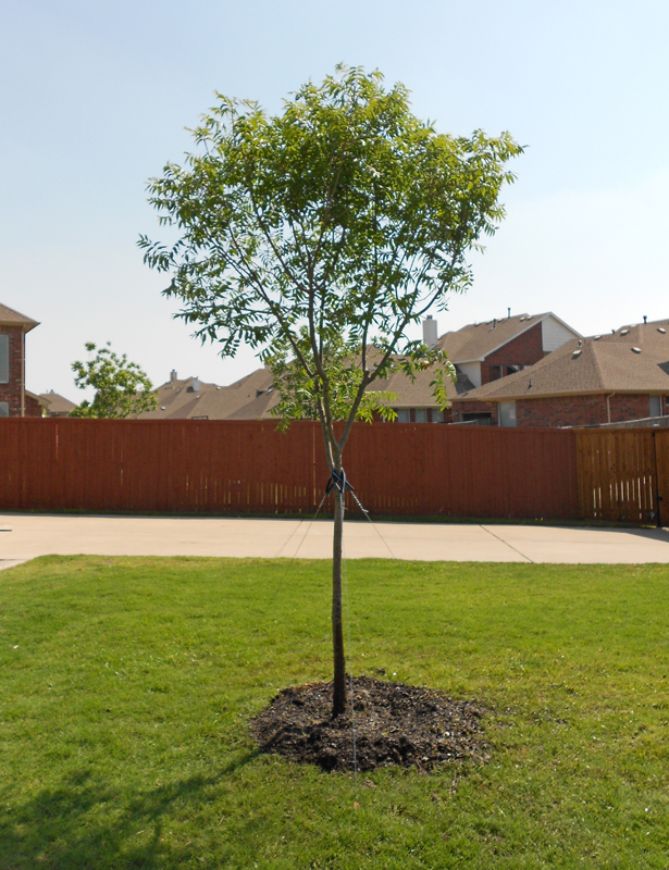 Tree land Nursery - Dallas, Texas - Chinese Pistachio Tree