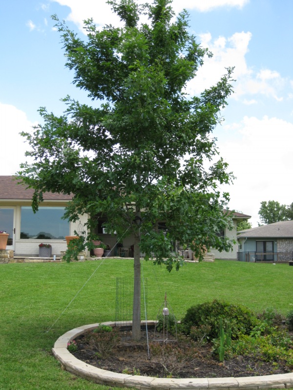 Tree Land Nursery - Dallas, Texas - Tree Planting Services