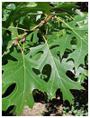 Shumard Red Oak Tree - Tree Land Nursery - Dallas, Texas