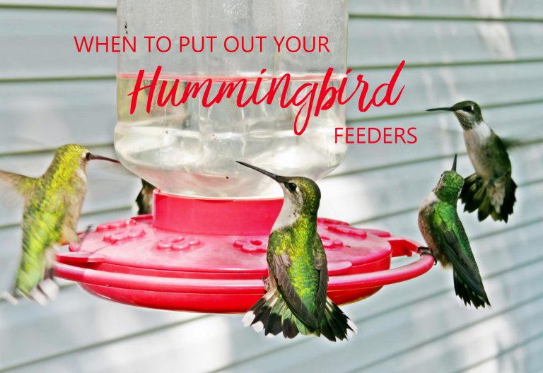 Hummingbird Season is Coming - Sugar and Sap