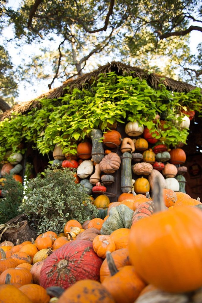Fall is in Full Swing at the Dallas Arboretum Sugar and Sap