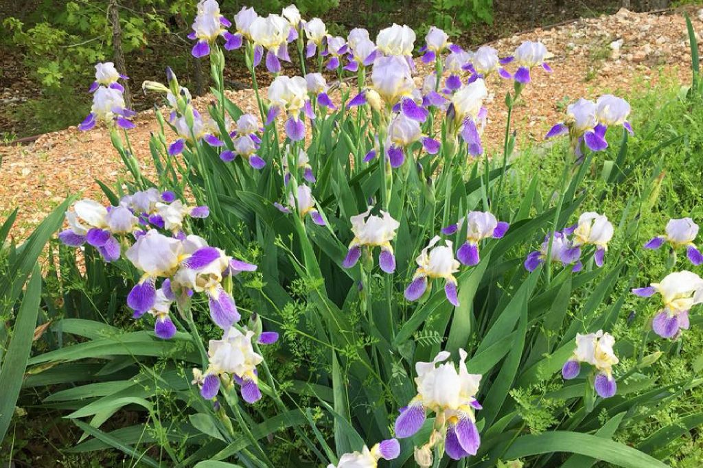 Tips & Tricks for Growing Irises Sugar and Sap