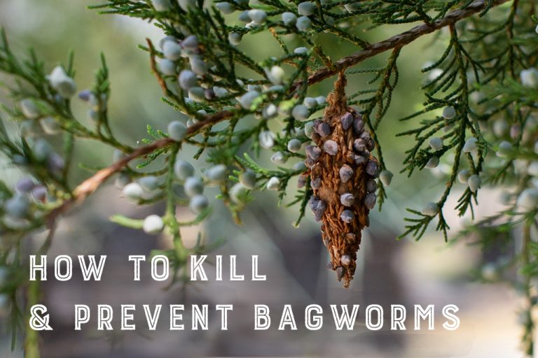 How to Kill & Prevent Bagworms Sugar and Sap