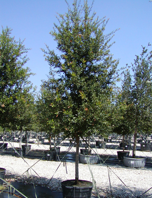 Live Oak Tree - Dallas, Texas - Treeland Nursery