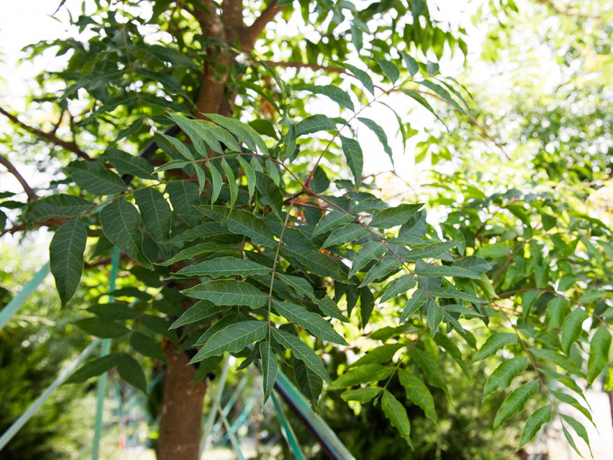 Chinese Pistache Trees Southwest - Guzman's Garden Centers