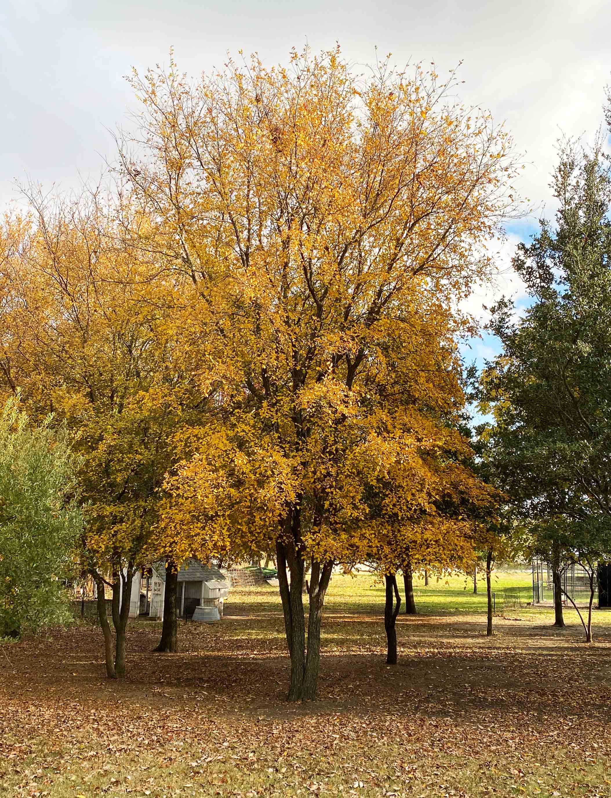 Cedar Elm Tree - Dallas, Texas - Treeland Nursery
