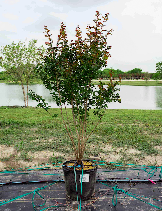 Scarlet Crape Myrtle - Dallas, Texas - Treeland Nursery