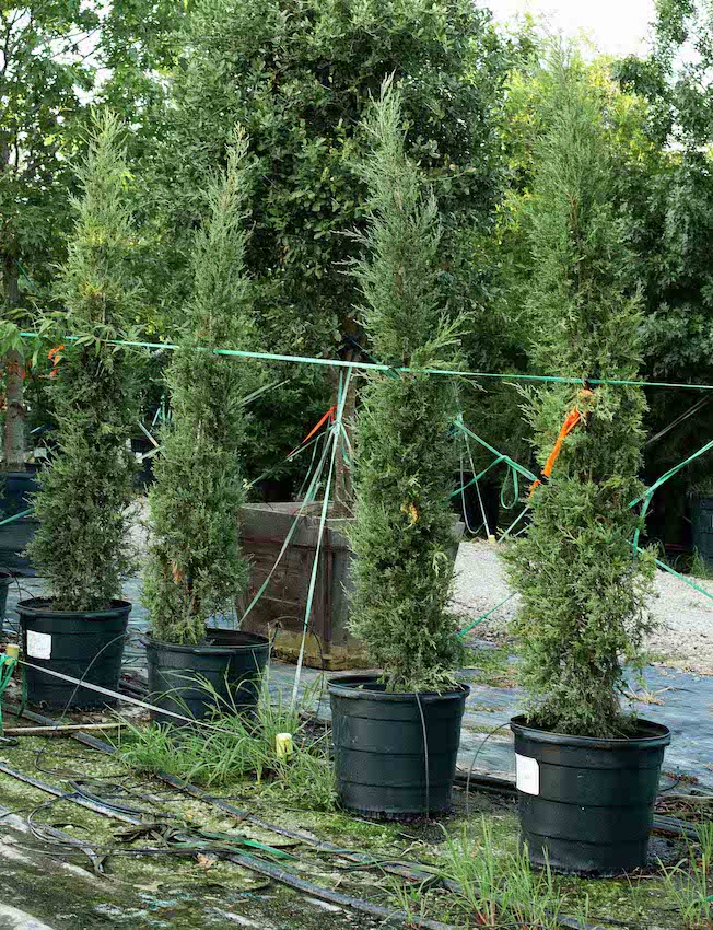 Taylor Eastern Red Cedar - Dallas, Texas - Treeland Nursery