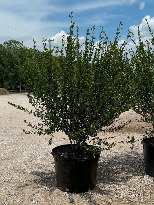 Walter\'s Viburnum - Dallas, TX - Treeland Nursery