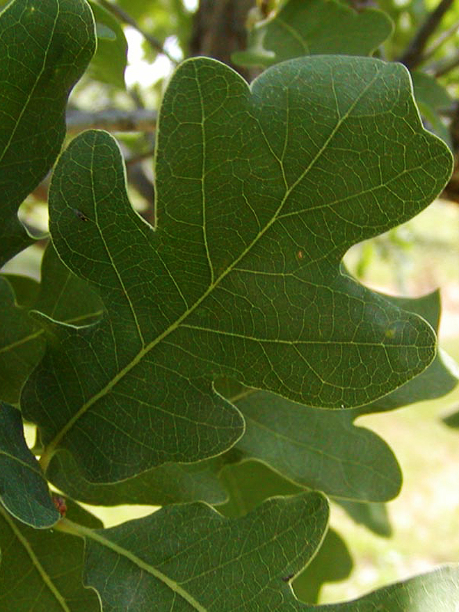 Lacey Oak Image