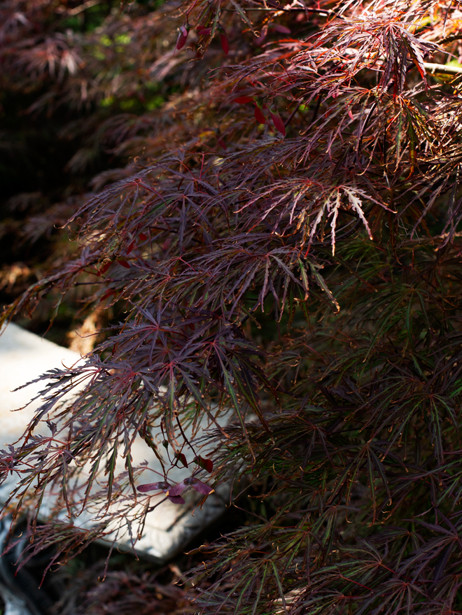 Tamukeyama Japanese Maple Image